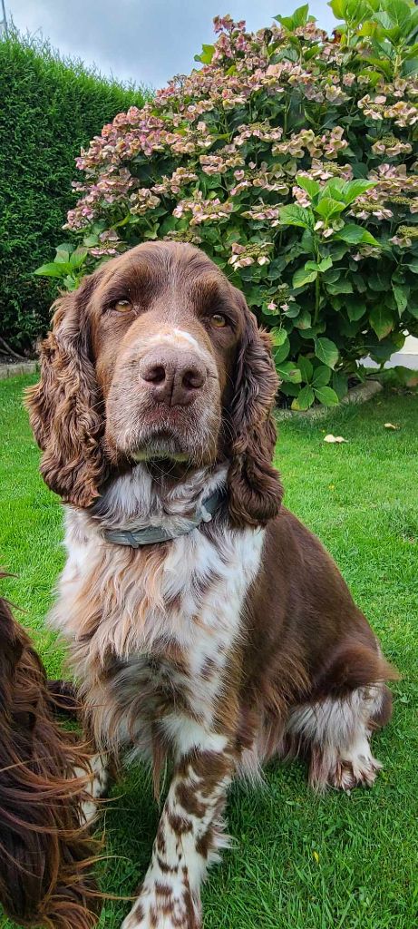 Les English Springer Spaniel de l'affixe Des Contrees Du Mont Salin