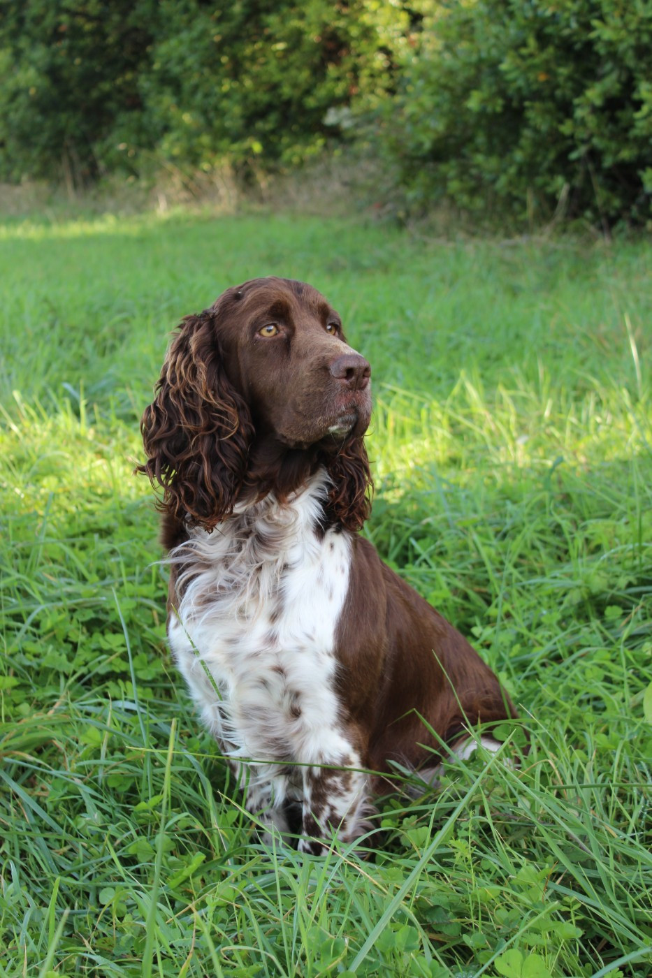 TR. CH. Ul'tra speed Des Contrees Du Mont Salin