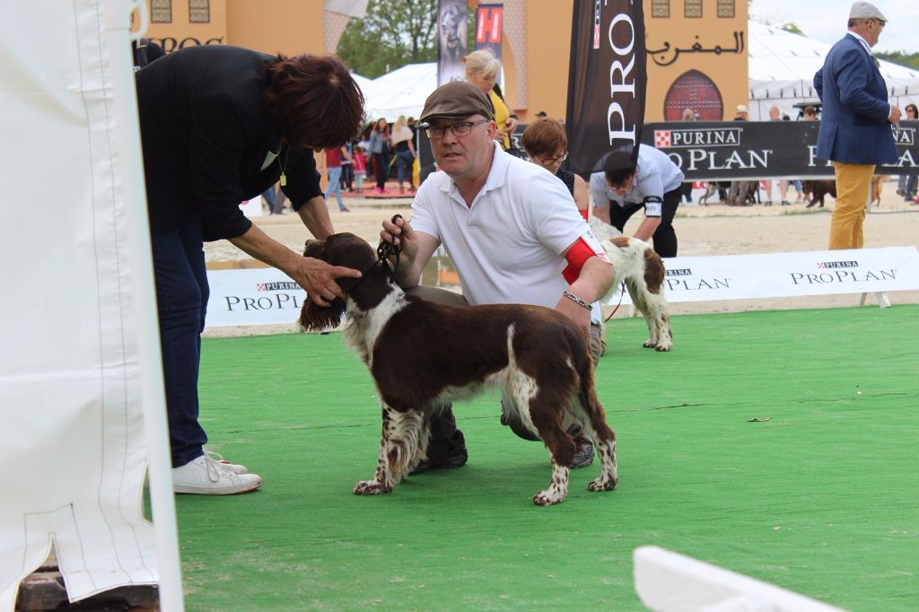 GAME FAIR // LAMOTTE-BEUVRON // JUIN 2019