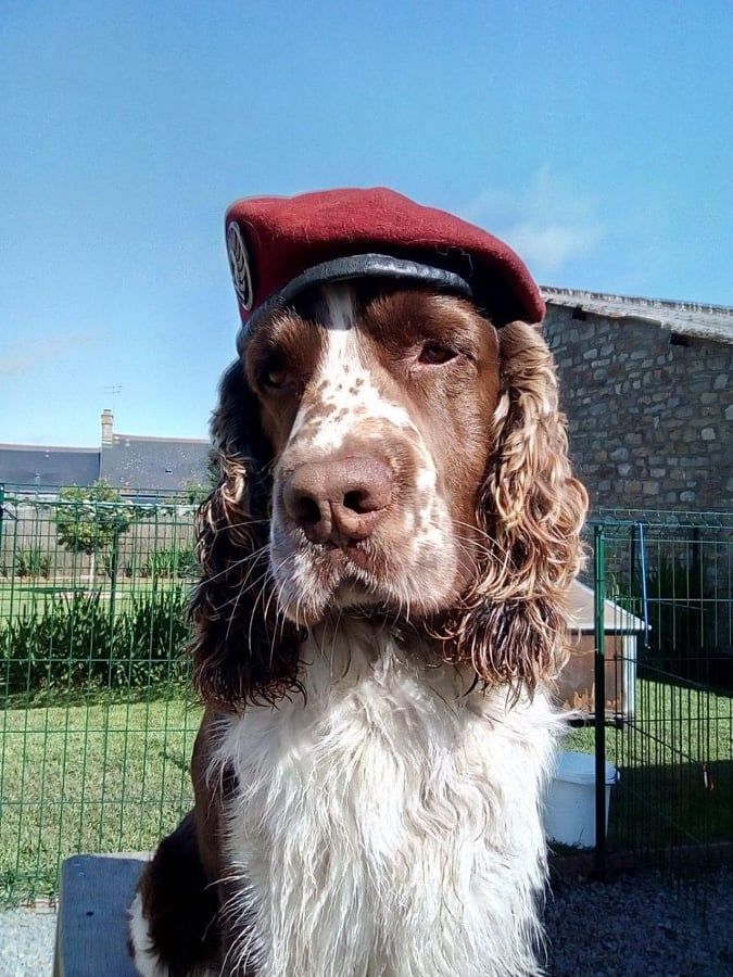 MAESTRO dit MARLEY DE LA PLAINE NUCERIA (propriétaire Mr MORIN)