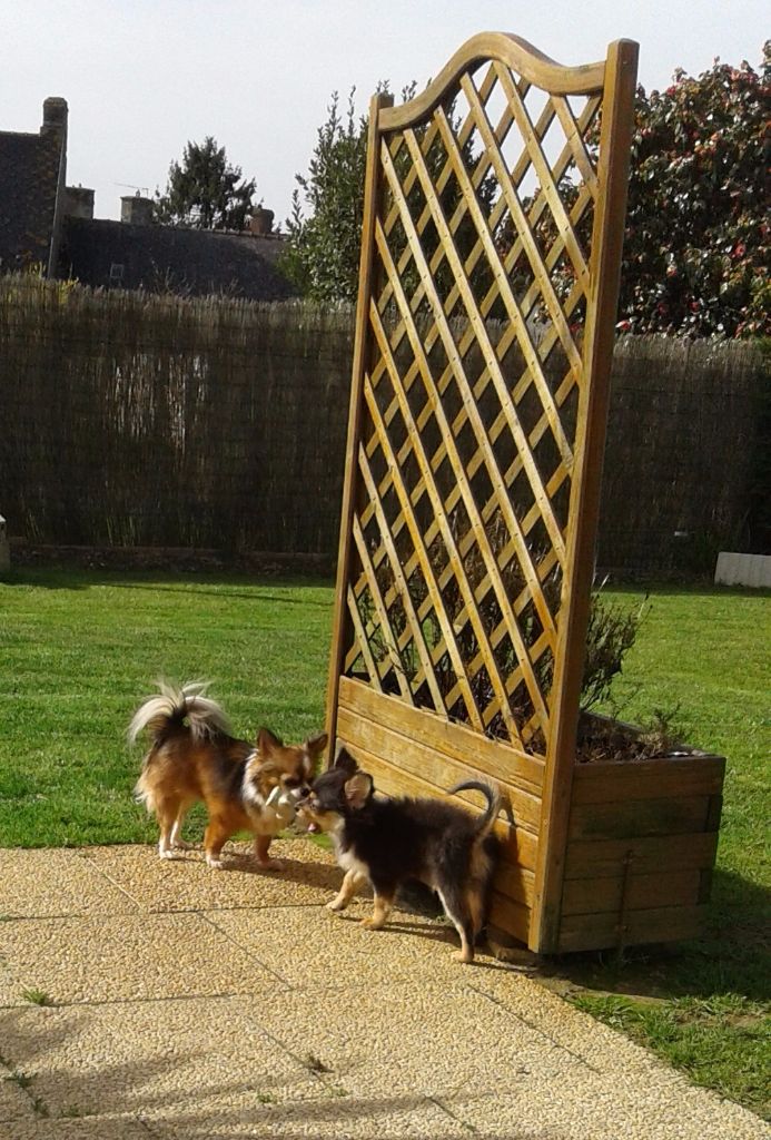 LES CHICHIS DANS LE JARDIN