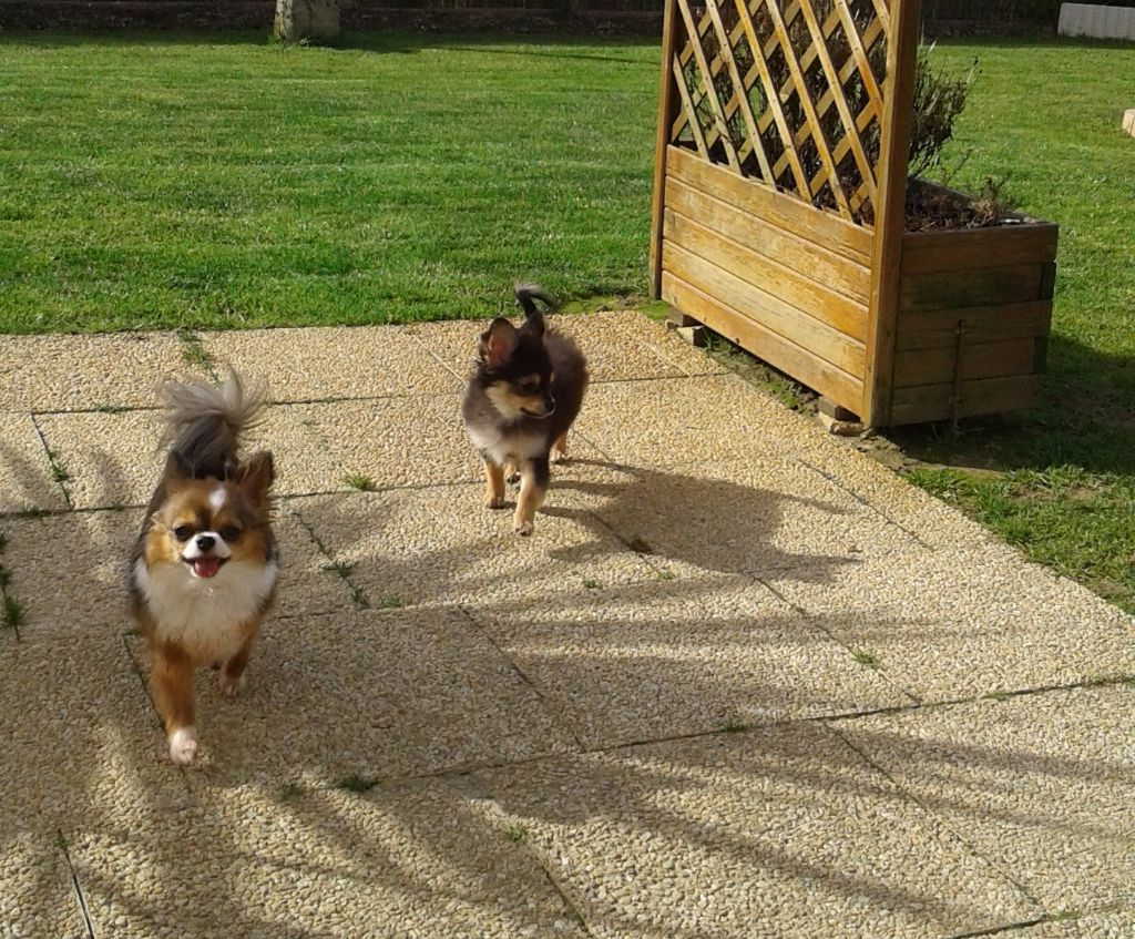 LES CHICHIS DANS LE JARDIN