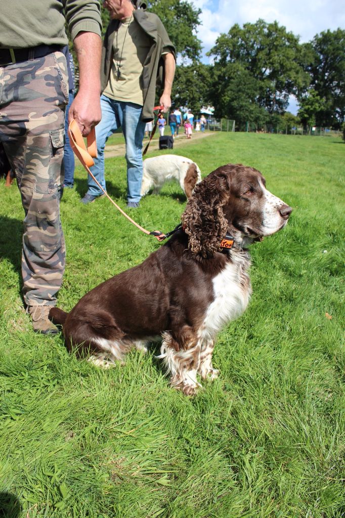 DEMONSTRATION et PRESENTATION SPANIELS et CHIENS D'ARRÊT au DÉCATHLON