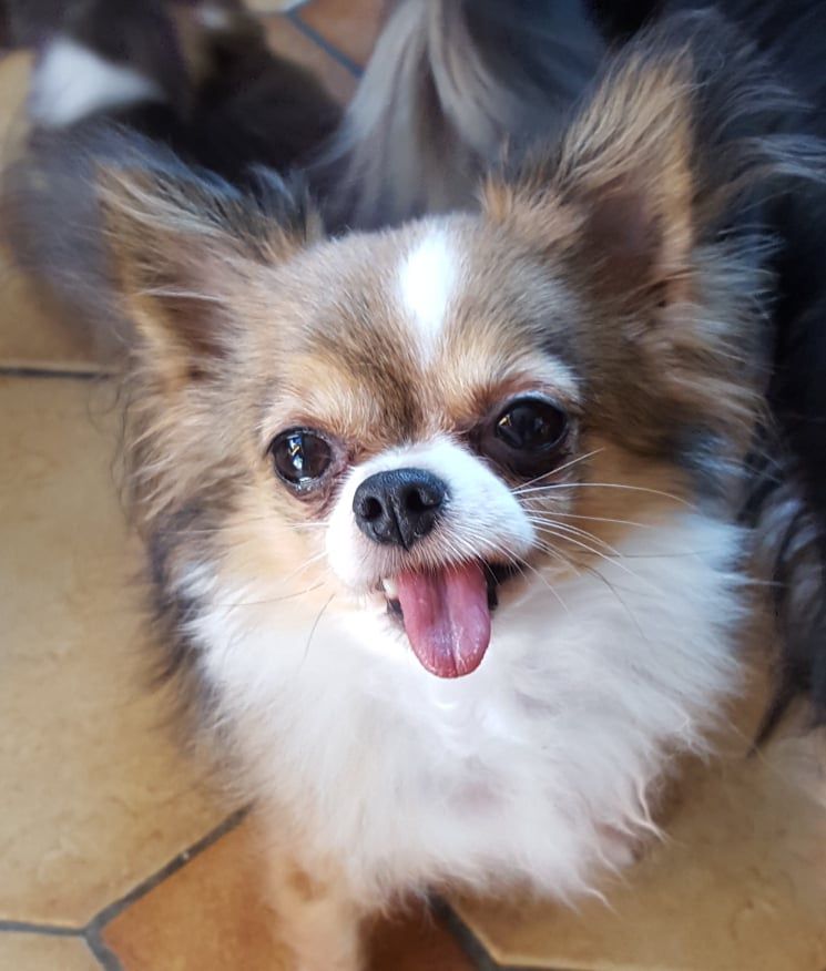 MES CHIHUAHUAS